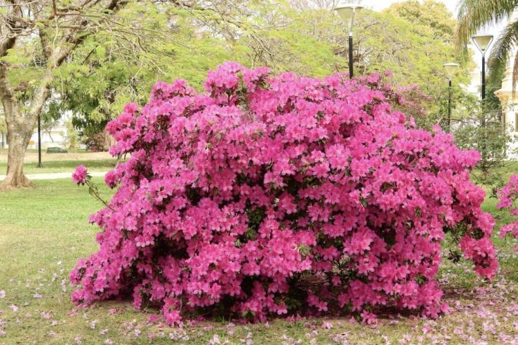 Azalea: plants, location & overwintering in the garden and in the house
