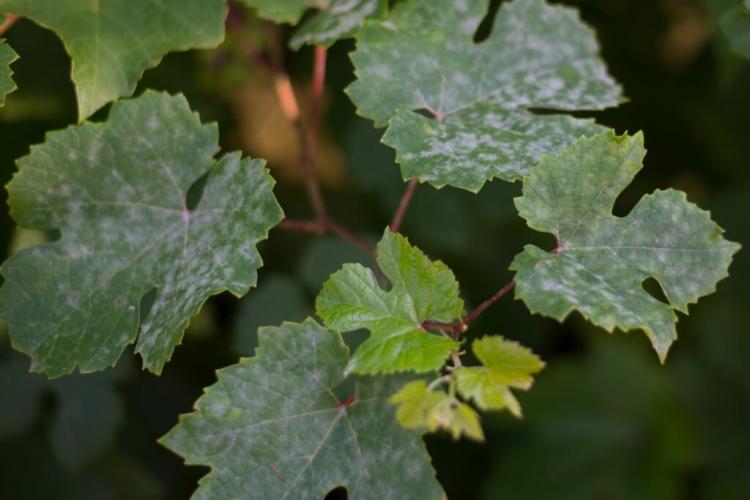 Grapevine Planting: Video Instructions & Tips for Variety Selection