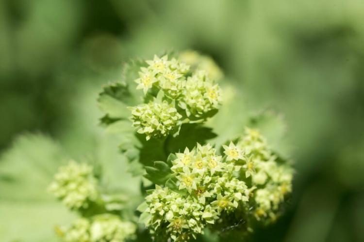 Lady's Mantle: Varieties, Location & Care Of Alchemilla
