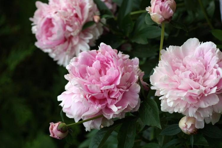 Fertilizing peonies: when and what to fertilize correctly?