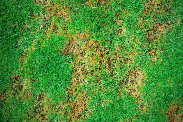 Lawn after winter: first mowing, fertilizing & scarifying
