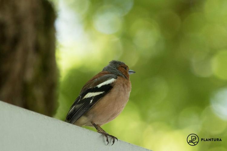 Chaffinch: song, food & nest