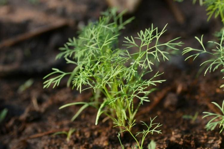 Dill varieties: whether in a pot or in a bed is decisive
