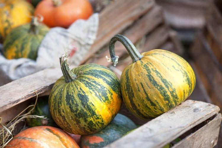 Pumpkin harvesting and storage: tips for harvest time & preservation