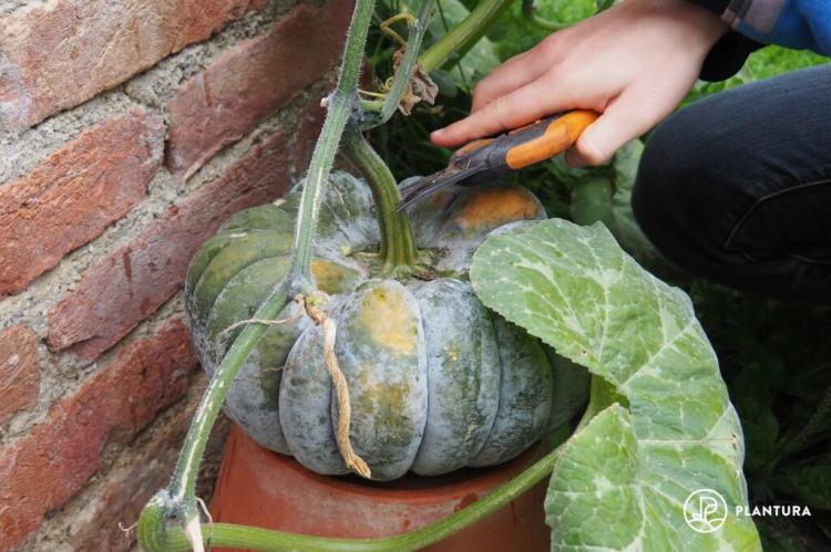 Pumpkin harvesting and storage: tips on harvest time & preservation
