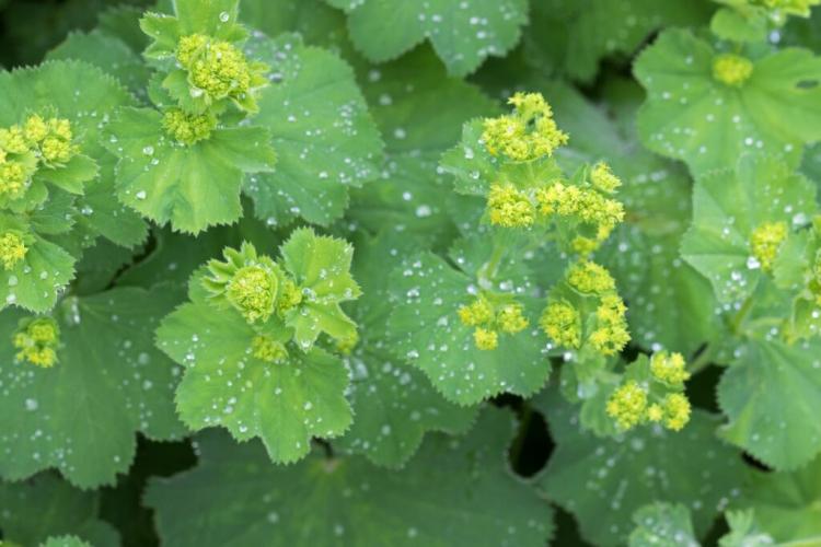Lady's Mantle: Varieties, Location & Care Of Alchemilla