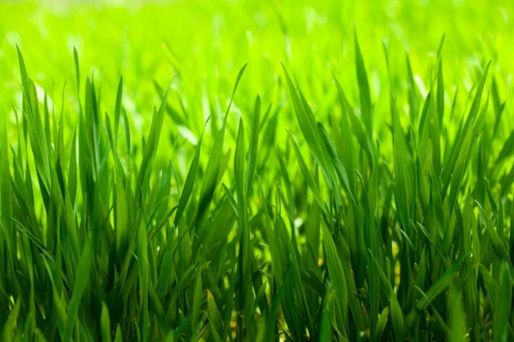 Fertilizing the lawn in summer: does it make sense?