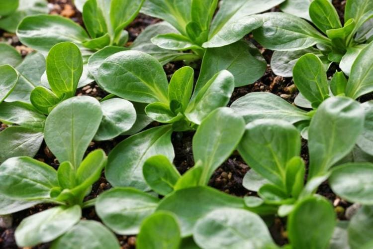 Basil Care: Properly Watering, Fertilizing And Cutting