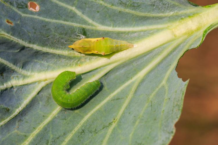 Cabbage white butterfly: wanted poster and control of the butterfly caterpillar