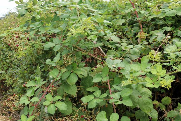 Removing And Destroying Blackberries: Expert Tips To Combat