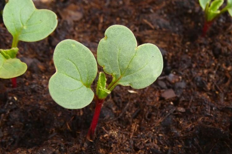 Radish plants: location & instructions for sowing