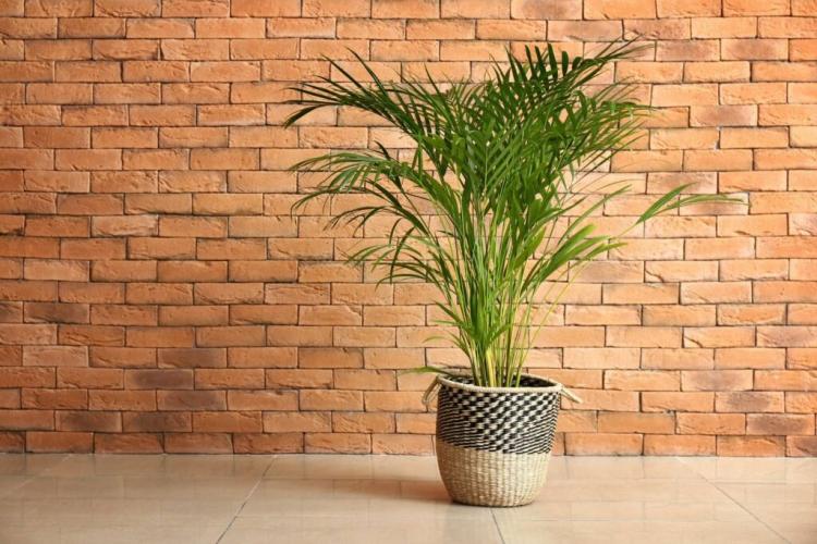 Golden fruit palm: care, location & toxicity of the areca palm