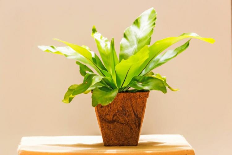 Nest Fern: Care And Location Of The Houseplant