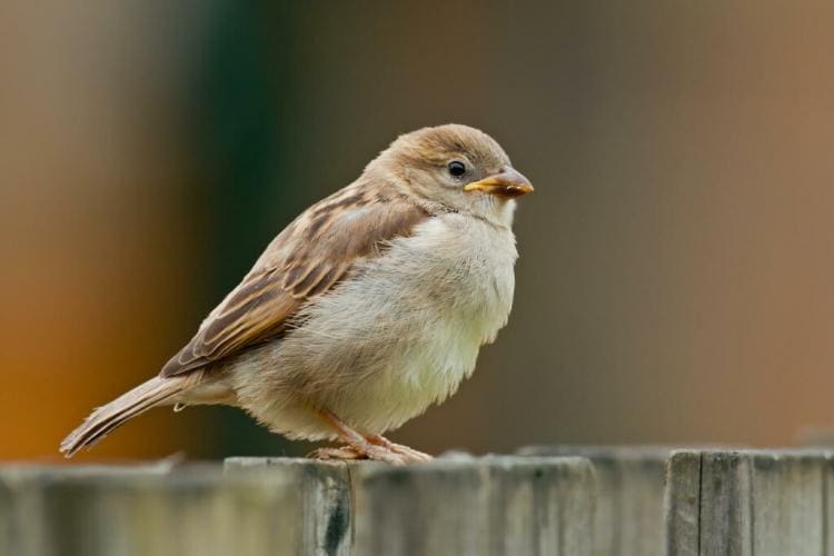 House sparrow: appearance, nest, young bird & more in the profile