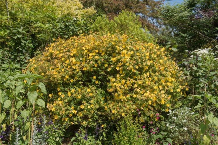 St. John's Wort: Location, Cutting & Use As a Medicinal Plant
