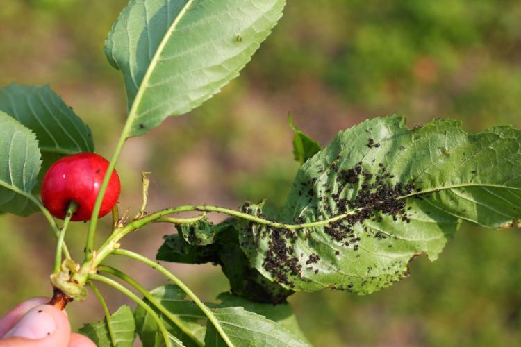 Beneficial Insects Against Aphids: Tips For Natural Control