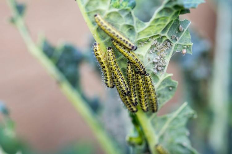 Cabbage White Butterfly: Wanted Poster And Control Of The Butterfly Caterpillar