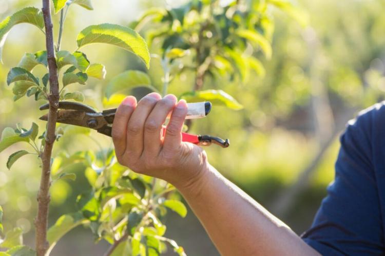 Pruning Fruit Trees Properly: Instructions From The Expert