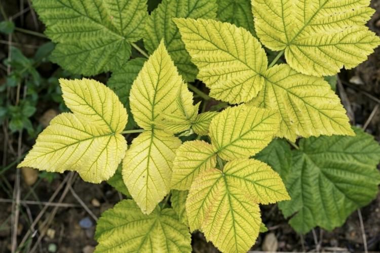 Yellow leaves on raspberries: a sign of iron deficiency & chlorosis?