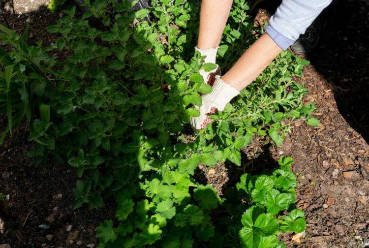 Cutting Catnip: Professional Tips For The Right Time And Cut