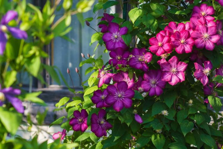 Planting Clematis In The Garden: Tips From The Pro
