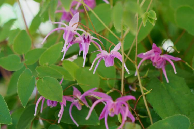 Elven flower: plants, care & the most beautiful Epimedium varieties