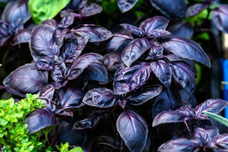 Black Basil: the famous culinary herb with dark foliage