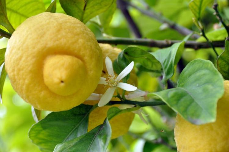 Fertilizing lemon tree: when, how & with what is the right fertilizer?
