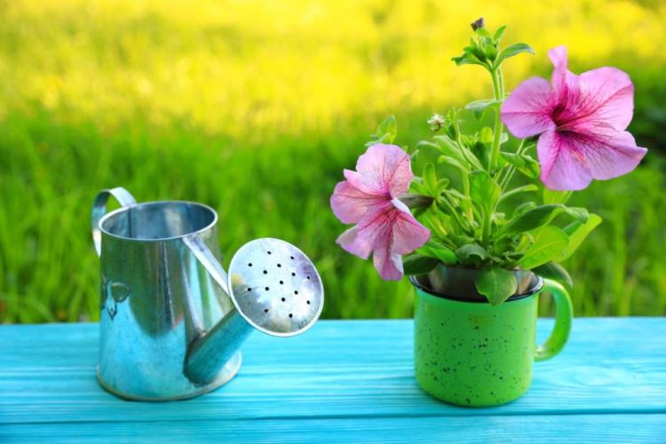 Caring for petunias: expert tips for caring for and hibernating