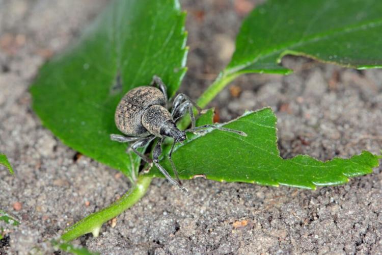 Black Vine Weevil: Recognizing Symptoms, Preventing And Controlling
