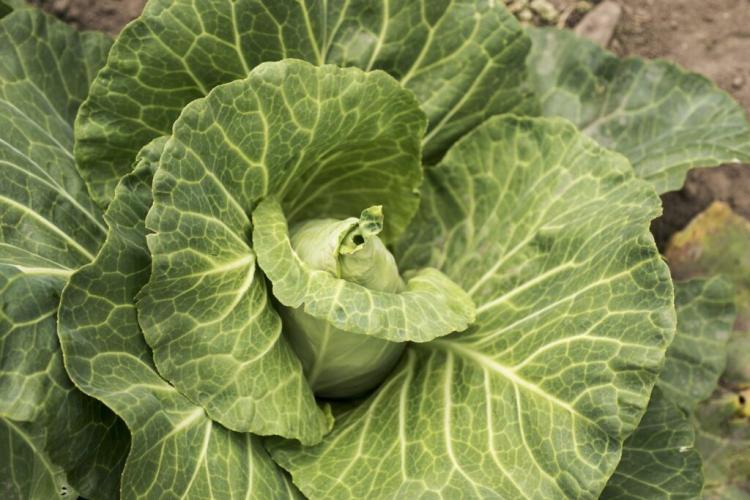 Growing pointed cabbage: sowing, care and harvest time