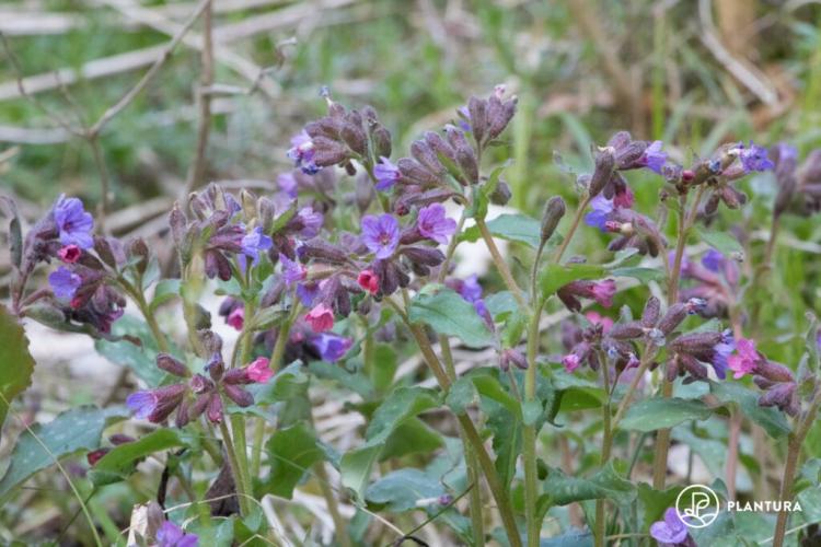 Lungwort: Everything about the effect, types & about planting in the garden
