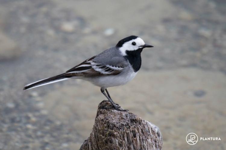 White wagtail: nest, young birds & more in the profile
