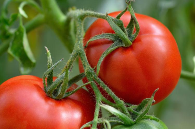 Saint Pierre: Everything about the delicious beefsteak tomato