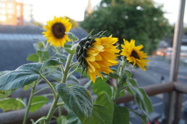 Sunflower plants: instructions for pots, beds & balconies