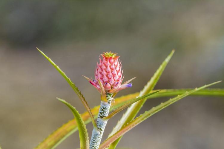 Bromeliads: Care, Location & The Most Beautiful Bromeliads Species