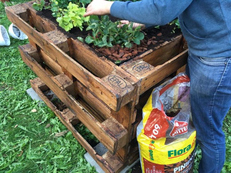 Raised bed planting: crop rotation and pest-repelling plants