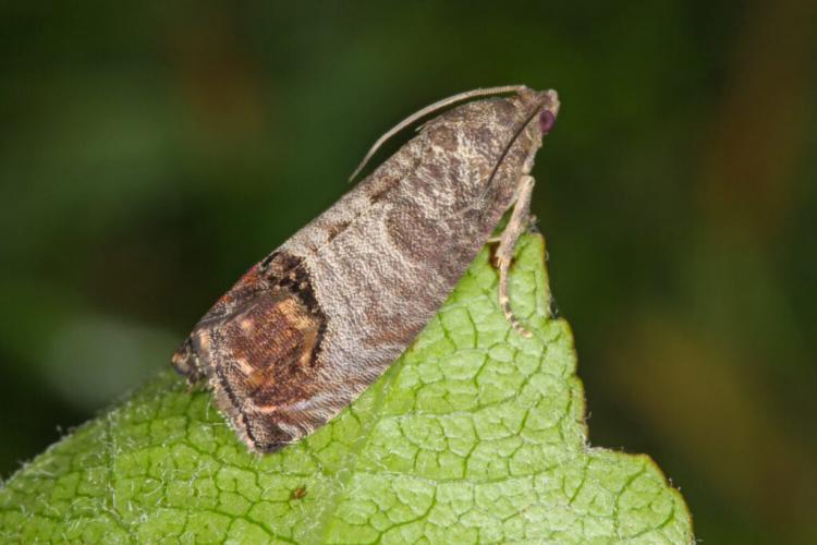 Codling moth: Recognize and successfully combat damage