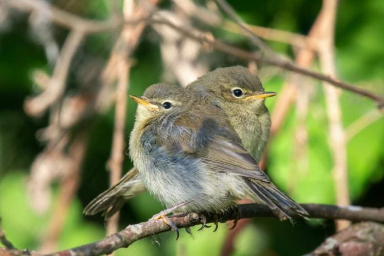 Chiffchaff: habitat, nest & appearance of the willow warbler in profile