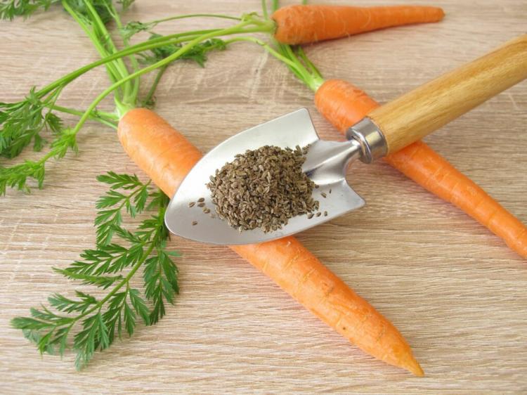 Planting and growing carrots: expert tips