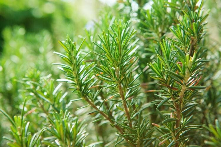 Rosemary: Origin And Cultivation In The Garden And In The Pot