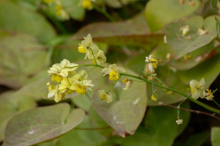 Elven flower: plants, care & the most beautiful Epimedium varieties