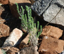 Thyme: the Mediterranean medicinal and culinary herb