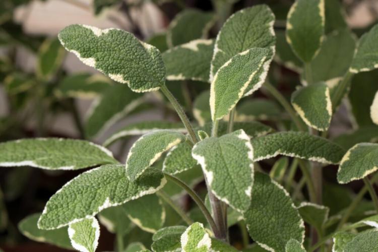 Sage: a portrait of the rich variety of culinary and incense herbs