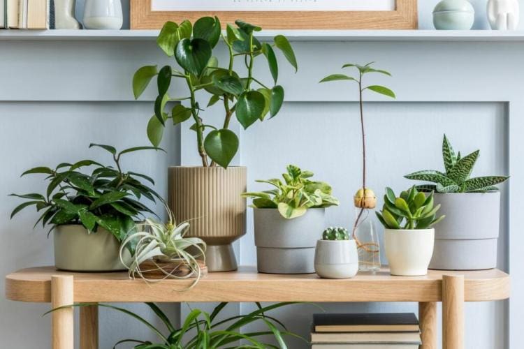 Repotting indoor plants: when, how & which soil is suitable?