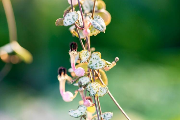 Chandelier flowers: care, flowering & location