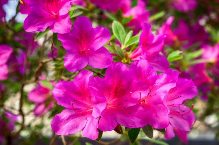 Rhododendron species & varieties: the 20 most beautiful rhododendrons (overview)