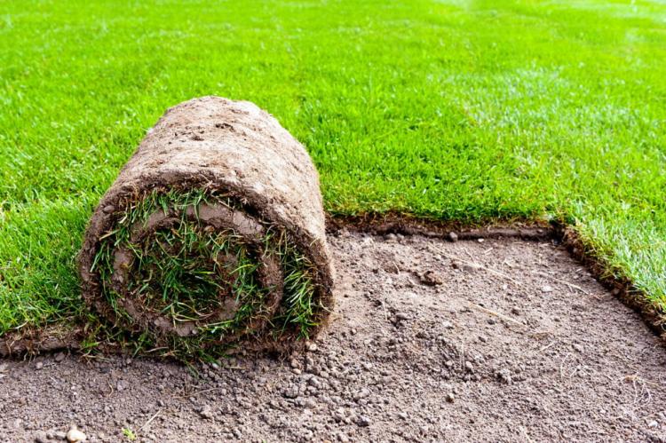 Fertilizing the lawn: fertilizing tips from the lawn expert