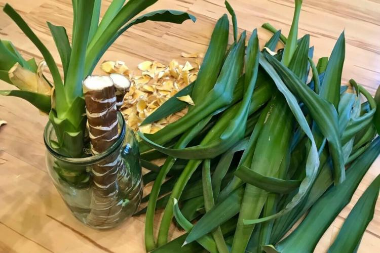 Yucca palm: care, propagation & cutting (overview)