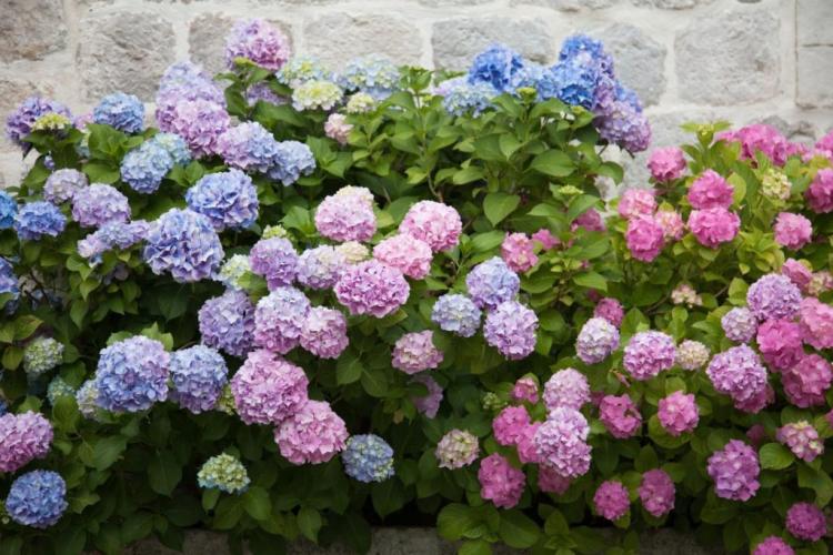 Hydrangea Types: The Most Beautiful Hydrangea Types For Magnificent Flowers